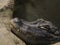 crocodile closeup. crocodile head with beautiful skin