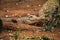 Crocodile crawling on the ground in an animal orphanage captured in Nairobi, Kenya