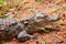 Crocodile crawling on the ground at Arignar Zoo in Chennai, India