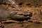 Crocodile (Crocodylidae) Australia