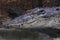 Crocodile Crocodylidae Reptile Close up Head