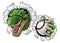 Crocodile Dinosaur Alligator Baseball Sport Mascot