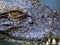 Crocodile eye close up and dangerous