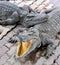 Crocodile Farm