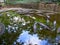 Crocodile Farm, Zoobic Safari, Subic Bay, Philippines