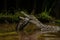 Crocodile feasting on fish in the wetland