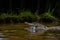 Crocodile feasting on fish in the wetland