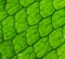 Crocodile Fern Leaf