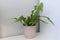 Crocodile fern (Microsorum musifolium) houseplant