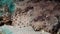 Crocodile fish carpet flathead close-up underwater Red sea.