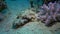 Crocodile fish carpet flathead Papilloculiceps longiceps underwater Red sea.