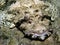 Crocodile Fish/ Flat Head - Red Sea