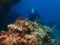 The Crocodile fish during a leisure dive in Mabul Island, Semporna, Tawau, Sabah. Malaysia, Borneo.