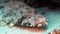 Crocodile fish Papilloculiceps longiceps underwater Red sea.