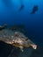 Crocodile Fish at the SS Thistlegorm Shipwreck