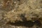 Crocodile Flathead-Inegocia guttata