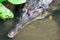 Crocodile gharial Gavialis gangeticus swimming on a swamp with f