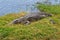 Crocodile Grass Bank River Camouflage Hiding