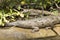 Crocodile On Grijalva River Mexico