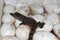 A crocodile hatchling and eggs at a crocodile farm