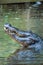 Crocodile holds his head up out of the water showing its teeth