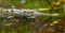 Crocodile in a lagoon in Costa Rica