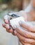 Crocodile lives eggs in human hands