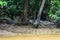 Crocodile lurking on the mud banks of the river Kinabatangan. Bo