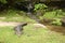 Crocodile lying on grass by water in safari