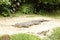 Crocodile lying on sand in safari