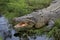 CROCODILE MARIN crocodylus porosus