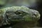 Crocodile monitor Varanus salvadorii