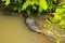 Crocodile in muddy water in a tropical rainforest. Crocodylus moreletii waiting in the river for prey. Morelet`s
