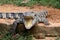 Crocodile in Nandankanan zoological Park in Orissa, India. Crocodile in the zoo.