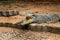 Crocodile in Nandankanan zoological Park in Orissa, India. Crocodile in the zoo.