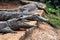 Crocodile in Nandankanan zoological Park in Orissa, India. Crocodile in the zoo.