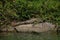 Crocodile near of the Rio Grijalva Sumidero Canyon