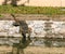 The crocodile near the river in bangkok,thailand