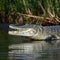 Crocodile near water, wildlife close up, riverbank predator