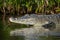 Crocodile near water, wildlife close up, riverbank predator