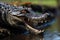 Crocodile with open mouth, Pantanal, Brazil, Closeup of a Black Caiman profile with open mouth against defocused background at the