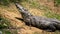 Crocodile in a park at Cape Vidal