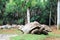 The crocodile park in Mauritius, Africa. Tartaruga gigante looking at camera