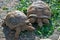 The crocodile park in Mauritius. Tartaruga gigante eat leaves