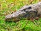 Crocodile portrait. Croc hidden in the grass