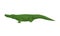 Crocodile, predatory amphibian animal, side view vector Illustration on a white background