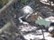 crocodile rainforest Kuranda river Australia Cairns Tropical North Queensland