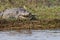 Crocodile relaxing with his mouth open