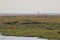 Crocodile relaxing on island  on chobe river in Botswana.