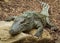 Crocodile relaxing on rocks.